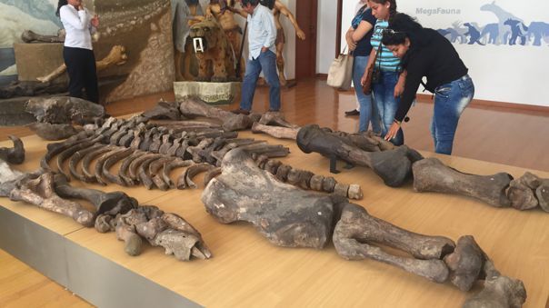 메가토리오 고생물학박물관에 전시돼 있는 땅늘보의 화석. 출처=메가토리오 고생물학박물관