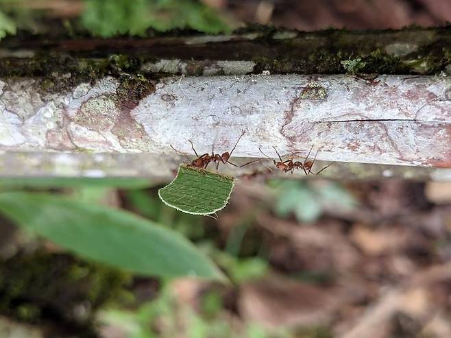1만4천여 개미 종 중 하나인 가위개미  [Matthew Nelsen 제공/ 재판매 및 DB 금지] photo@yna.co.kr