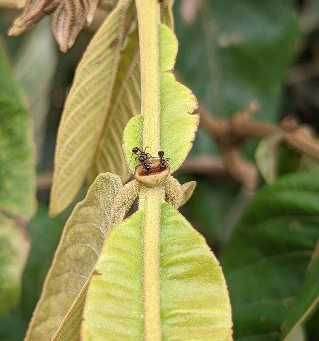 꽃밖꿀샘에서 꿀을 탐닉하는 개미  [Matthew Nelsen 제공/ 재판매 및 DB 금지] photo@yna.co.kr