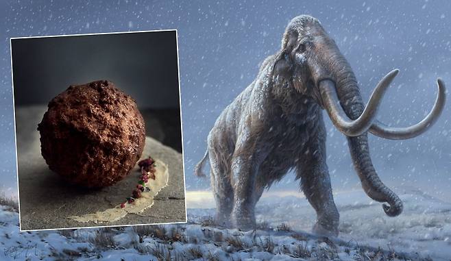 사진=Vow/Centre for Palaeogenetics