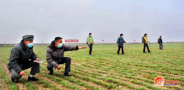 북한 노동당 기관지 노동신문은 1일 "함경북도에서 밀, 보리 비배관리를 과학 기술적으로 진행해 올곡식 농사에서 정보 당 수확고를 높이기 위한 사업에 큰 힘을 넣고 있다"라고 보도했다. 평양=노동신문 뉴스1