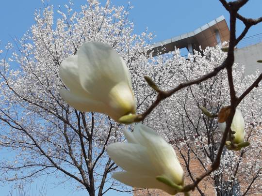 하얀 목련이 분홍빛 살구꽃을 배경으로 피어있는 모습. 용산 대통령실 후원격인 무궁화동산에서. 2019년 4월4일 촬영