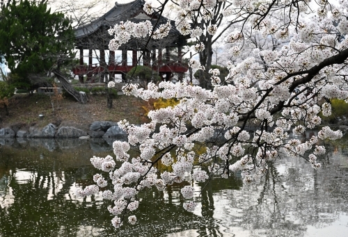 김천 연화지 벚꽃.