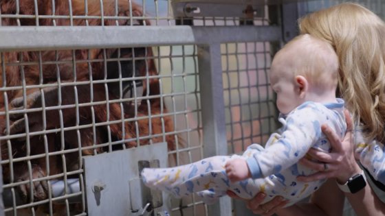 사육사 터너가 자신의 아들 케일럽을 동물원으로 데려와 오랑우탄 조이에게 모유수유하는 방법을 알려주는 모습. 사진 메트로리치먼드 유튜브 캡처