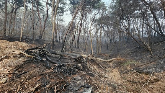 2일 오전 11시쯤 충남 홍성군 서부면 중리의 야산에서 발생한 산불로 산림이 검게 타 있다. 신진호 기자