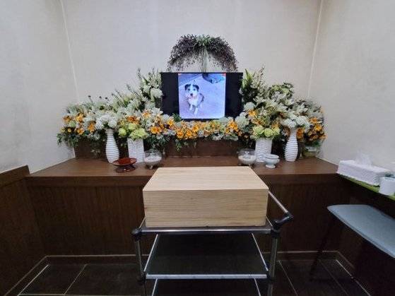 비글구조네트워크가 보신탕집에서 복순이의 사체를 수습해 장례를 치렀다. 사진 비글구조네트워크