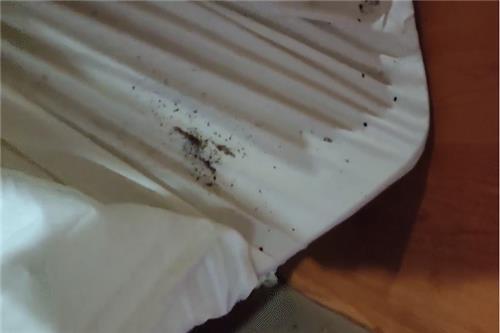 벌레가 버글거리는 침대 시트 침대 모서리의 시트를 들치자 벌레와 유충 등 오염물질이 가득했다. 이는 벌레 영상의 일부분에 불과하다. [제보자 A씨 제공. 재판매 및 DB 금지.]