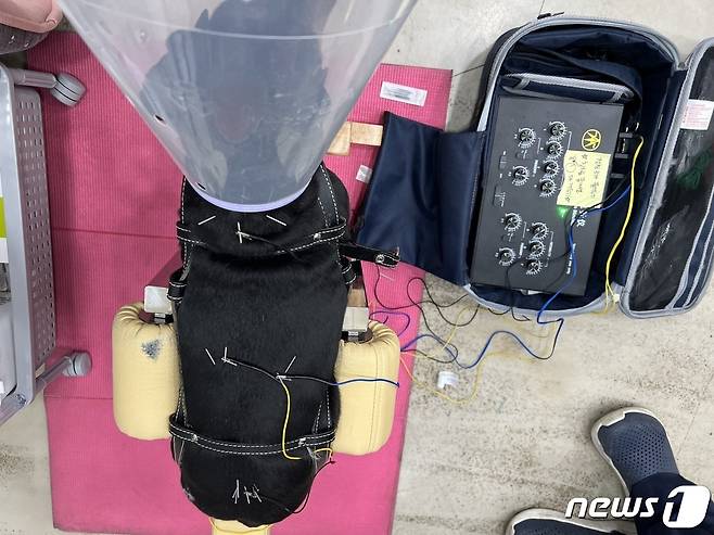 디스크 호발 품종인 닥스훈트 강아지. 침치료를 받고 건강을 되찾았다.(누리종합동물병원 제공) ⓒ 뉴스1