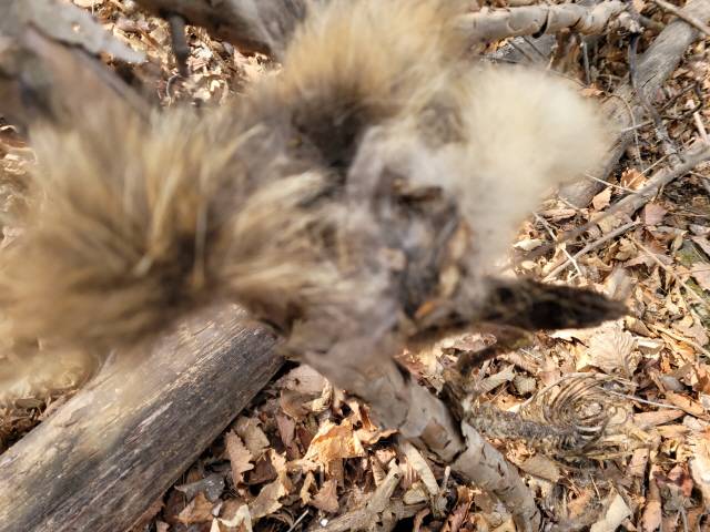 ▲ 지난 2023년 4월 강원 동해시 백두대간 두타산~상월산 일대에 너구리로 보이는 동물이 맹수에게 잡아먹힌후 가죽과 뼈 등이 나무위에 걸려 있는 모습.사진제공=김흥우 사진작가