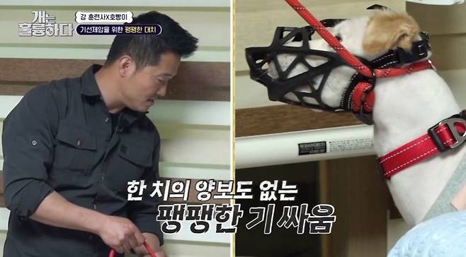 Kang Hyung-wook gave up Pet training.On May 1, KBS 2TV Dogs Are Incredible introduced the story of Pet Hoppang, who shows aggression.On this day, Kang Hyung-wook faced Hoppang, who bites the owners familys face and reveals aggression to other puppies.There were also young children and Grandmas Boy in one house, and Hoppangs occasional nibbles had already led to several accidents.Grandmas Boy said that she, her husband, and her daughters in-laws wanted Pets euthanasia, adding, This is the third time this year. I must have been surprised when my granddaughter was bitten and her blood was running.Hoppangs direct Guardian, daughter and mother, had also been bitten on the face, he said, It was so bad that I could not see well.Since then, he has been bitten by his hand and said, I have my flesh on my teeth.However, when Hoppang did not bite, Hoppang was more charming and affectionate than anyone else. The owner could not easily give up Hoppang.Kang Hyung-wook had a serious face, saying, The US is euthanasia natural, and it is hard to see dogs attacking people, so there is controversy among a trainee.I can not make a decision about the solution easily, saying, Can I train such a child and coexist with my partner? Is that right?Kang Hyung-wook said, If you make bread and make it wrong, you can eat it or throw it away. But if you make a mistake during surgery, people can die. The extent and scope of mistakes are different.Im worried about whether its right to give hope. If I give hope on the air, its over, but they live in that environment, he said.Kang Hyung-wook, who entered the house, immediately overpowered Hoppang, but he could not speak easily to the Guardians and declared his training abandonment.If a family member is bitten by a child, it is a serious situation. I am a trainee and I have a lot of dogs, but I do not like dogs. First, the safety of my mother and children comes first.This child will not be able to control the moment in the future. Kang Hyung-wook said, Even if it is education, it is education only for one person, and behavior does not change.But my son is going to bite, he said. If the Guardian presses and controls, he will do what he has been pressured by his children. He was born not to be bad, but to be unable to control.I was born with sociality, the Guardian shed tears.Kang Hyung-wook said, I hate raising a family in Madang, but this child can move to a house where Madang is and train very slowly. But here we can not do a solution.This is not fa yang. I told him that I had fa yang. If I swear, I will eat it. He said he should send Hoppang to a place other than the present environment.Kang Hyung-wook, Lee Kyung-gyu, and Pak Se-ri were all in place, and Hoppang was encouraged to move to separation and consignment. The owner also struggled with his relatives in Anmyeondo.However, due to unfavorable circumstances at the end of the broadcast, Hoppang still stayed with his family. The owner did his best to change the environment and tried to live together.Meanwhile, Dogs Are Incredible is a program to think about how Pet and people live happily together to create a mature companion animal culture.