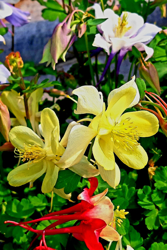 노랑매발톱꽃과 붉은매발톱꽃. 2020년 4월16일 서대문 야외꽃집서 촬영