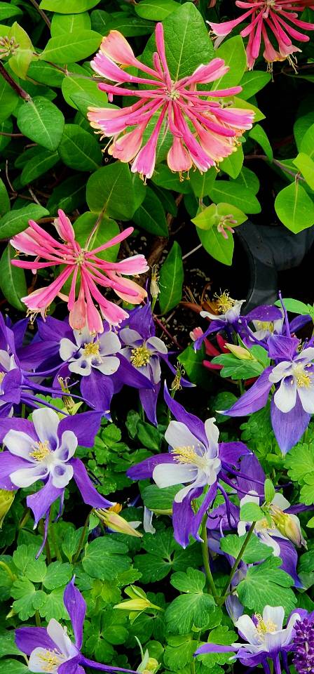 붉은 인동넝쿨 꽃과 함께 자태를 뽐내는 보라색 매발톱꽃. 5월7일 서울 양재꽃시장에서 촬영