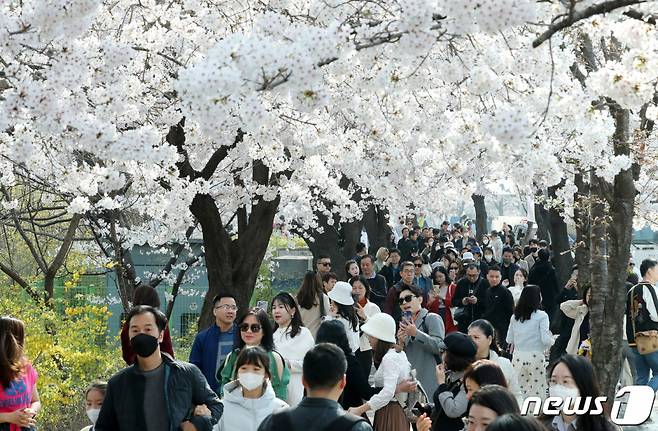 1일 오전 서울 영등포구 여의도 윤중로를 찾은 시민들이 벚꽃길을 걸으며 봄을 만끽하고 있다 /사진=뉴스1