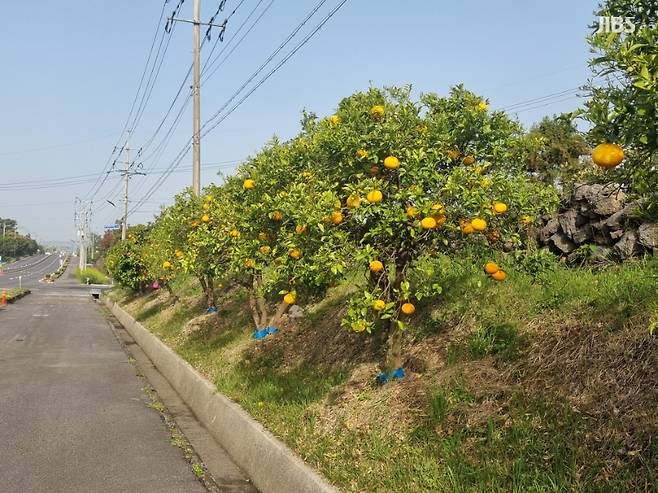 서귀포시 남원읍 일주동로 하귤 가로수(사진 서귀포시 제공)