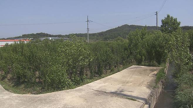 사진 속 1시 방향, 아스팔트 뒤로는 원래 사람이 지나던 농로였다. 투기꾼들은 나무 보상비를 많이 받기 위해 농로에까지 나무를 심었다.