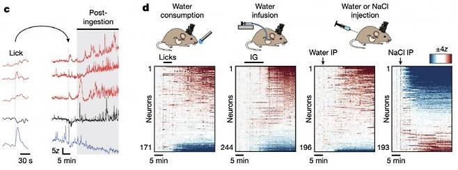 생쥐가 물을 섭취하는 과정 중 실시간 VTA 내 도파민 신경세포 활성 변화