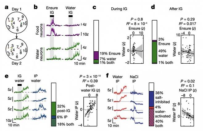 물과 음식에 따라 서로 다르게 반응하는 도파민 신경세포의 활성. 음식의 경우 ‘Ensure’식사대용 액체를 넣어줌. IG: 위장에 직접 주입했다는 표시
