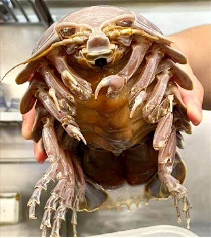 조리 전의 대왕구족충의 모습. 라면도련님 페이스북 캡처