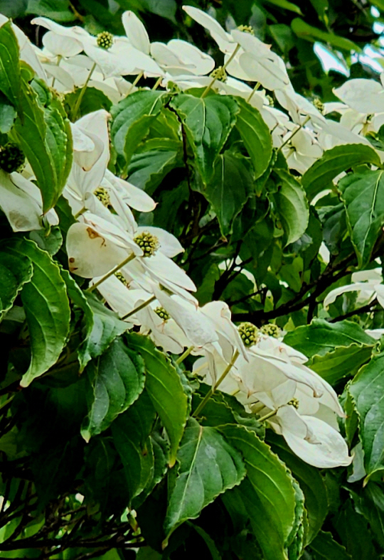 순백의 산딸나무 꽃. 5월 24일 서울 안산