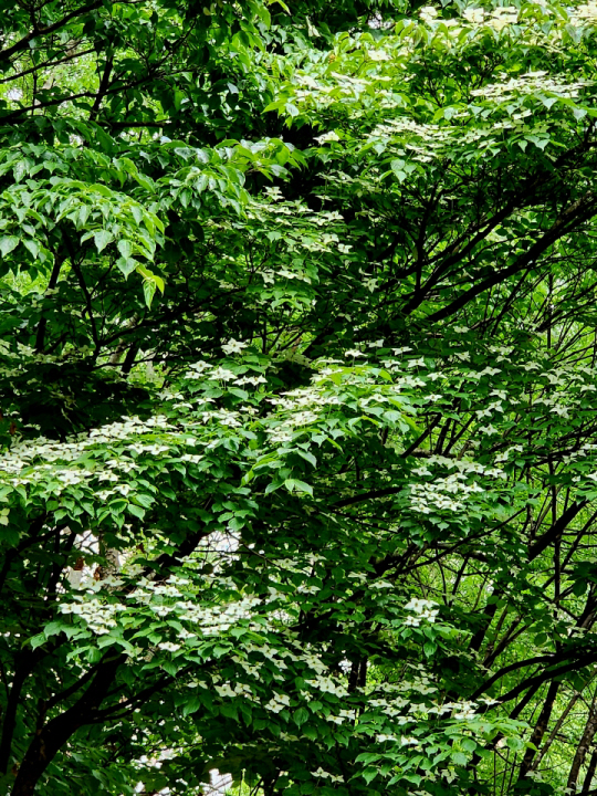 작은별들이 총총히 내려앉은 듯한 산딸나무 꽃. 5월24일 독립문 공원.