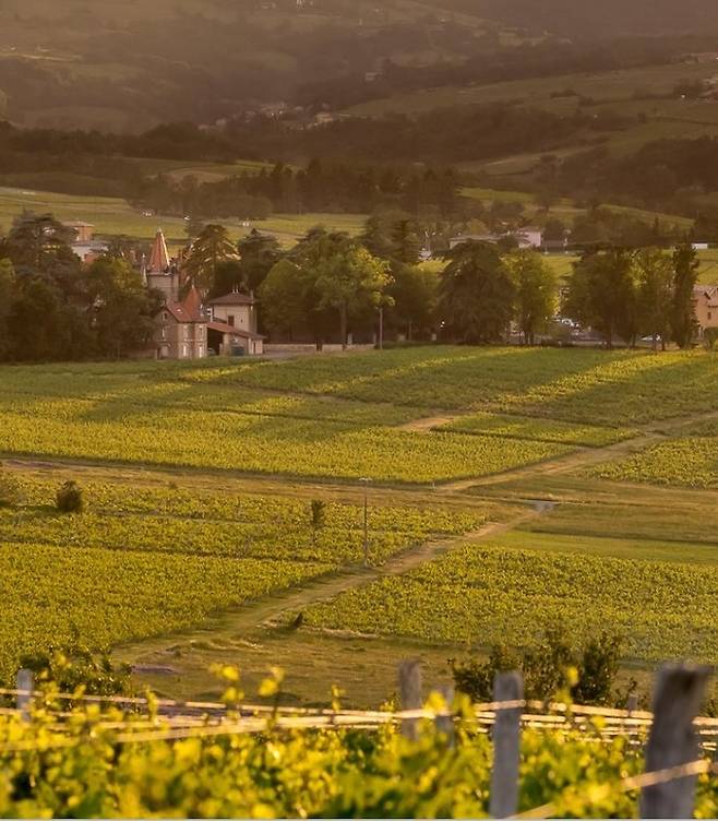 보졸레 포도밭 전경 소펙사 코리아 제공