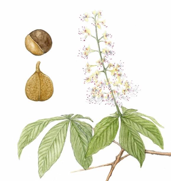 우리나라 주요 조림수종인 칠엽수. 칠엽수는 야생에서 높이 30m 이상으로 자라며 250년 이상 살 수 있다. 이들은 하나의 꽃차례에 100송이가 넘는 꽃이 모여 핀다.