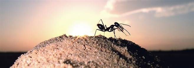 길 찾기의 귀재라 불리는 사막개미가 개미굴 근처에 모래언덕을 쌓아서 길을 표시한다는 연구가 나왔다. 마르쿠스 크나덴/막스플랑크 화학생태연구소 제공