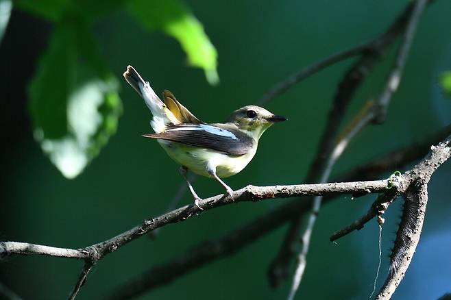 암컷 흰눈썹황금새는 수컷보다 다소 차분하다.