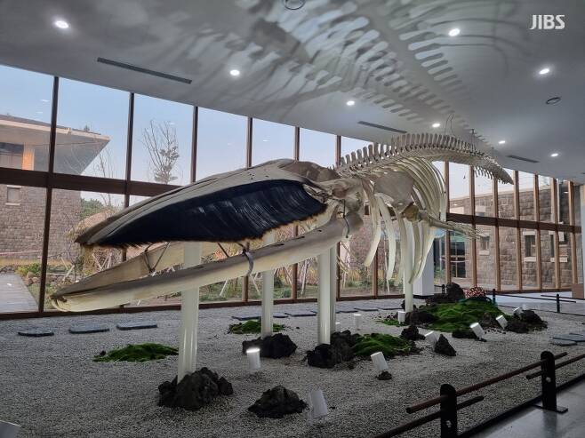 제주민속자연사박물관 내에 전시된 참고래 골격