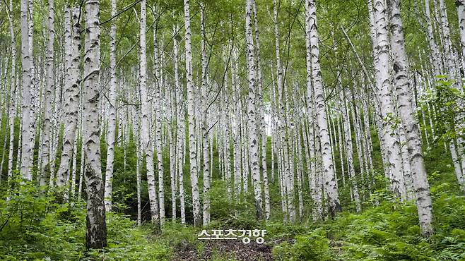 인제 자작나무숲. 사진|강석봉 기자