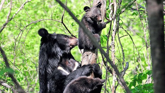 새끼를 돌보는 지리산 반달가슴곰. 사진 국립공원관리공단