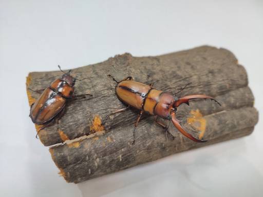 2012년부터 환경부 지정 멸종위기야생생물 2급으로 보호받고 있는 두점박이 사슴벌레(Prosopocoilus astacoides blanchardi). 암컷(왼쪽)과 수컷. 의왕도시공사 제공