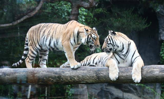 에버랜드에서 국립백두대간수목원으로 이동한 태범(오른쪽)과 무궁의 모습. 백두대간수목원 제공