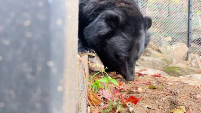강원 화천시 보호시설에 첫 발을 딛는 사육 반달가슴곰 [곰보금자리프로젝트 제공]