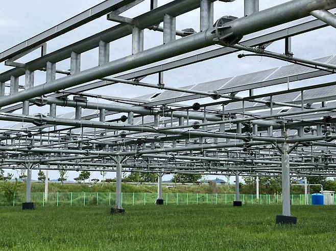 지난 5월 18일 전남 나주시 전라남도농업기술원 내 영농형 태양광 실증단지 모습. 주소현 기자