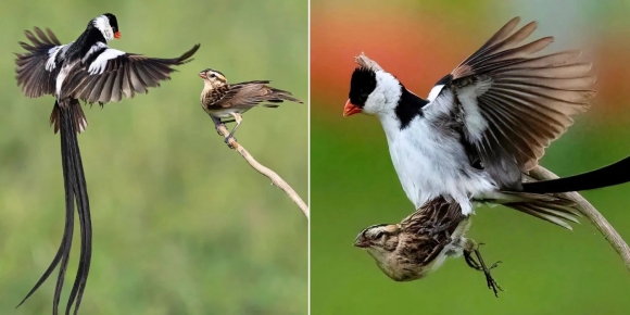 싱가포르와 말레이시아의 경계 지역에서 풍조의 일종인 새들이 구애춤(왼쪽)을 춘 뒤 짝짓기하고 있다. 수컷의 긴 꼬리는 불필요한 에너지를 들이는 만큼 비경제적이지만, 풍조류는 이를 유지함으로써 얻는 이득(짝짓기를 통해 자기 유전자를 전하는 것)이 더 크다고 판단해 현재와 같은 모습으로 진화했다. msnews 누리집 캡처
