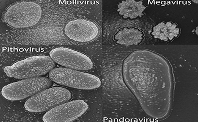 프랑스 국립과학연구원이 발견한 고대 바이러스 4종