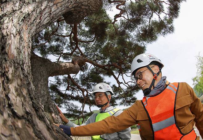 김판석 한국나무의사협회장과 강기래 나무의사가 청주 제35호 보호수를 살펴보고 있다.