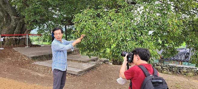 2022년 8월11일 박정기 ‘노거수를찾는사람들’ 대표가 경남 창원 북부리 팽나무(우영우 팽나무)의 건강 상태를 설명하고 있다. 김양진 기자