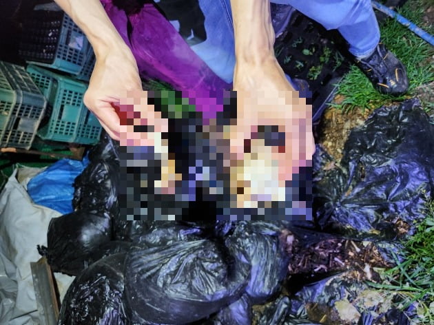 시흥시 한 불법 개 도살장 농가 앞 쓰레기봉지 안에서 발견된 개 사체 일부와 뼛조각. /사진=신현보 한경닷컴 기자