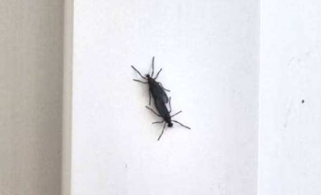 짝지어 다니는 러브버그 (사진=온라인 커뮤니티)