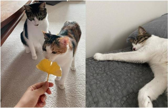 박모(33)씨의 반려묘 모래(3 ·우측 사진)와 모밀(2 ·좌측 사진 앞)의 사진. 박씨는 모래가 아무거나 먹으려 하는 이식증을 앓고 있는 점 때문에 걱정이 돼 집 안의 카펫 등에 동물용 탈취제를 쓰지 않는다고 말했다. 박씨 제공