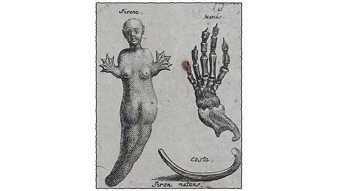 Bartholin, Thomas (1654年)