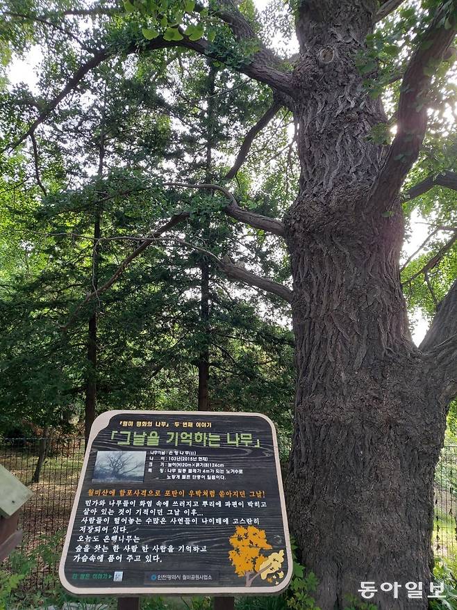 ‘그날을 기억하는 나무’. 월미산 공원에는 인천상륙작전 당시 포격에서 살아남은 나무 중 7그루를 ‘평화의 나무’로 선정해 보호하고 있다. 구자룡 화정평화재단 21세기평화연구소장