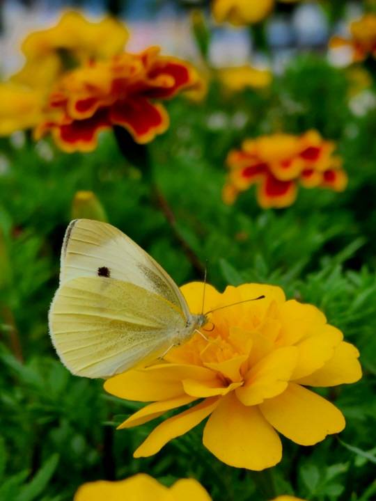 메리골드는 진한 향기 탓에 나비나 벌이 많이 찾는다. 2022년 9월 11일 서울 용산 대통령실(옛 국방부) 뒤뜰 무궁화 동산