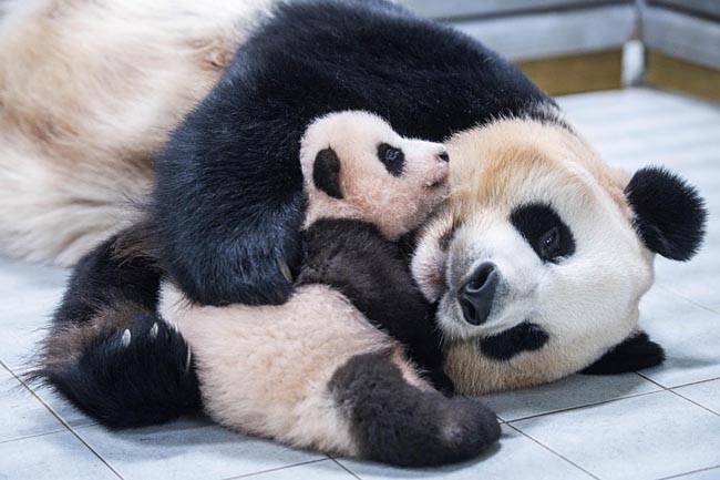 엄마 아이바오와 어린 푸바오 모습. 삼성물산 제공