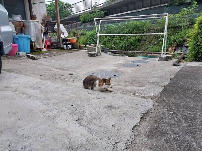 지온노타키 폭포 바로 옆 소바집에서 마주친 늙은 고양이. 사진=이환주 기자