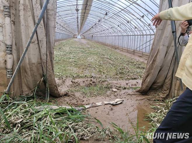 17일 충남 청양의 한 비닐하우스가 집중 호우로 피해를 입었다. 농작물의 부유물이 떠다니는 모습. 사진=안소현 기자
