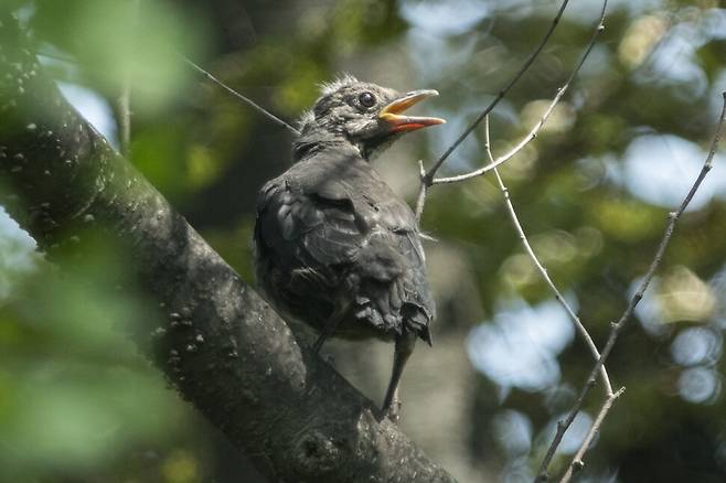 서울 올림픽공원은 도심지이지만 새들의 훌륭한 삶터가 된다. 텃새화 되고 있는 희귀 나그네새 검은대륙지빠귀도 올해 둥지를 틀고 새끼를 낳았다. 둥지에서 갓 나온 새끼의 모습.