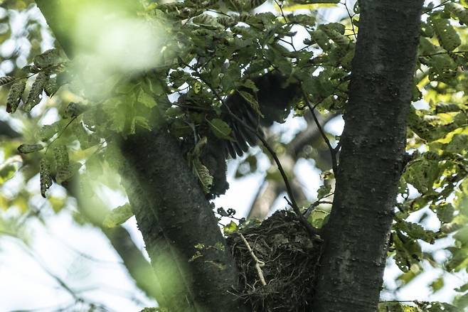 어미의 끈질긴 먹이 유혹을 못참고 둥지 밖으로 나온 대륙검은지빠귀 새끼.